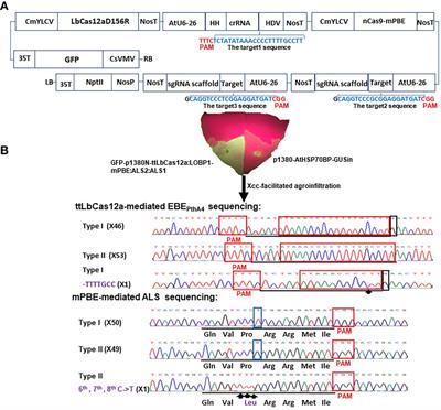 Generation of transgene-free canker-resistant Citrus sinensis cv. Hamlin in the T0 generation through Cas12a/CBE co-editing